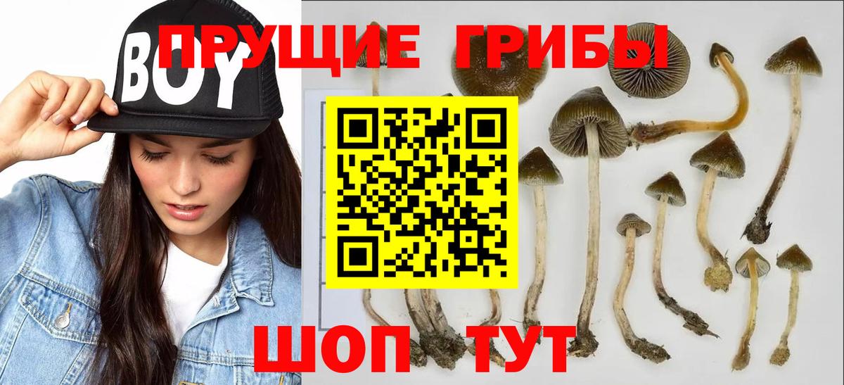 Сафоново  Псилоцибиновые грибы MAGIC MUSHROOMS  Вход с VPN 